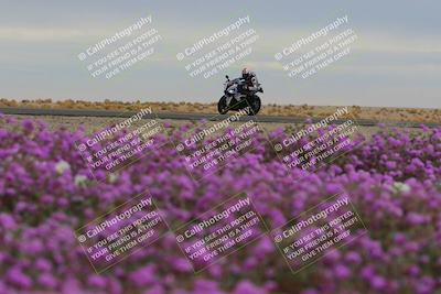 media/Jan-14-2023-SoCal Trackdays (Sat) [[497694156f]]/Turn 14 Exit Bloomig (145pm)/